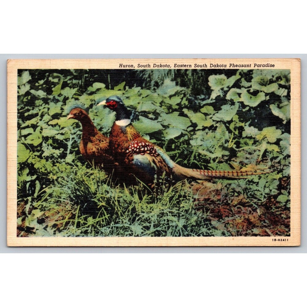 Vintage 1943 Linen Postcard Huron South Dakota Pheasant Paradise Birds 1c Stamp